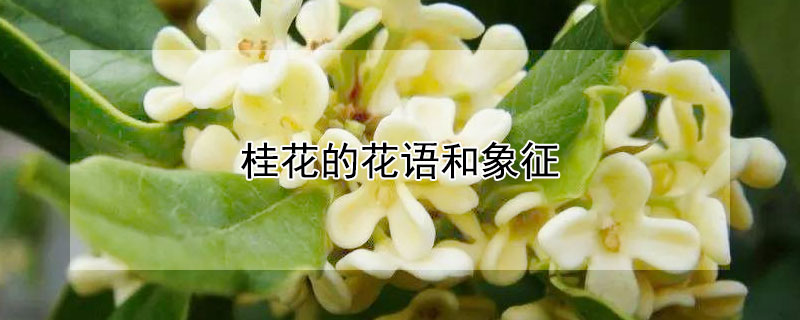 桂花的花語和象征