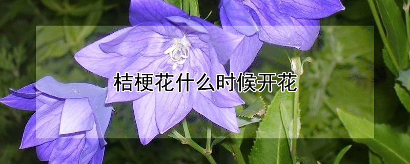 桔梗花什麼時候開花