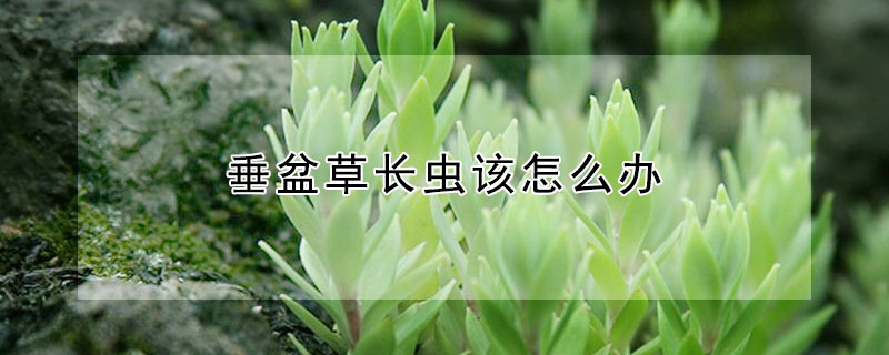 垂盆草長蟲該怎麼辦