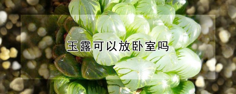 玉露可以放臥室嗎