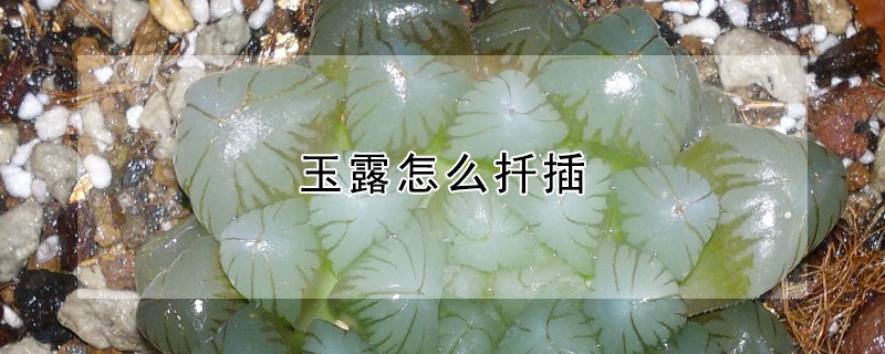 玉露怎麼扡插