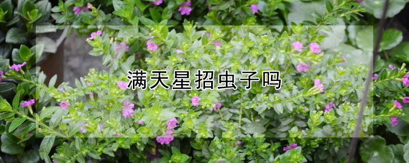 滿天星招蟲子嗎