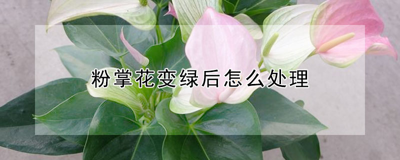 粉掌花變綠後怎麼處理