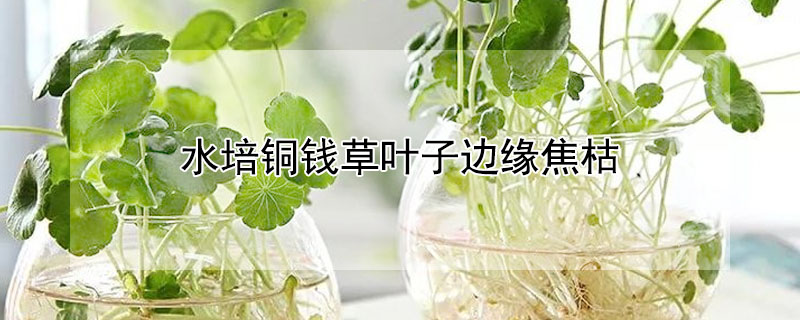 水培銅錢草葉子邊緣焦枯