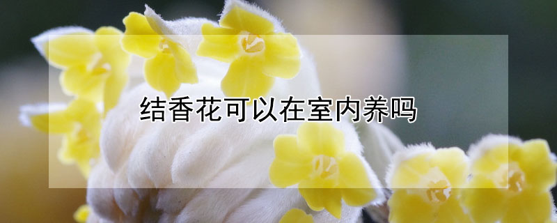 結香花可以在室內養嗎