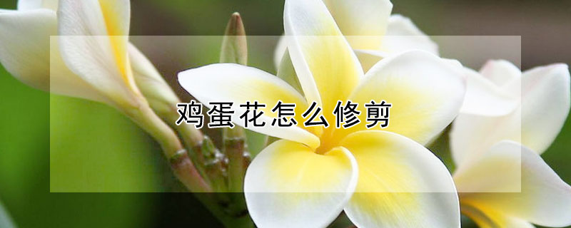 雞蛋花怎麼修剪