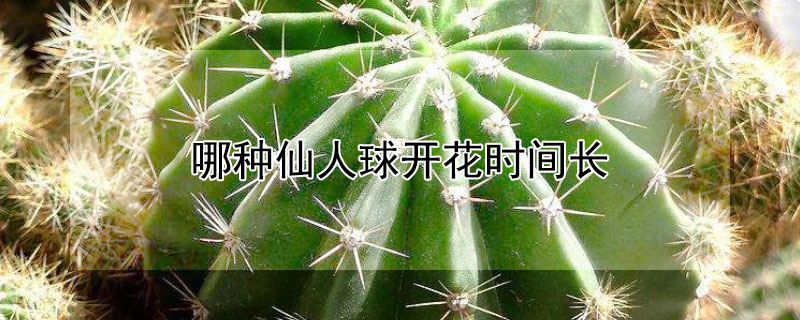 哪種仙人球開花時間長