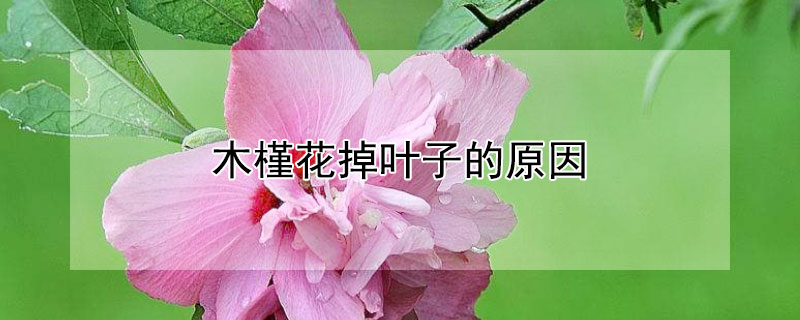 木槿花掉葉子的原因