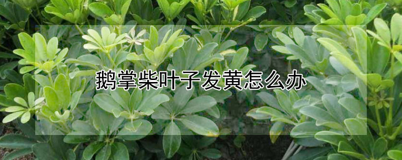 鵝掌柴葉子發黃怎麼辦