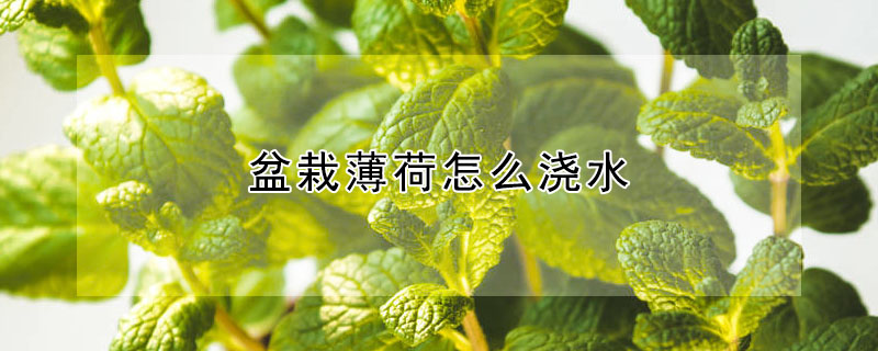 盆栽薄荷怎麼澆水