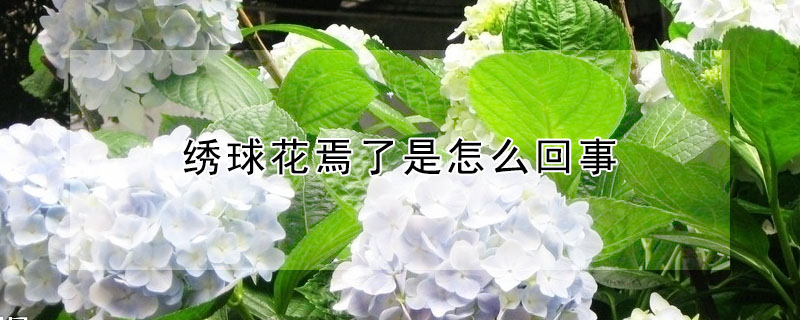 繡球花焉了是怎麼回事