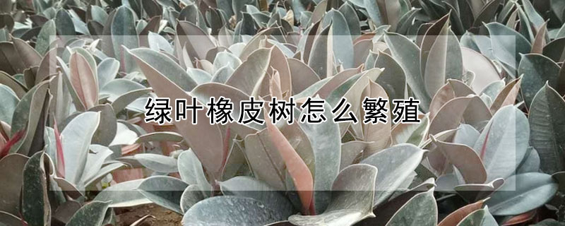 綠葉橡皮樹怎麼繁殖