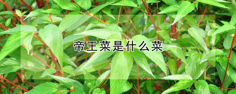 帝王菜是什麼菜