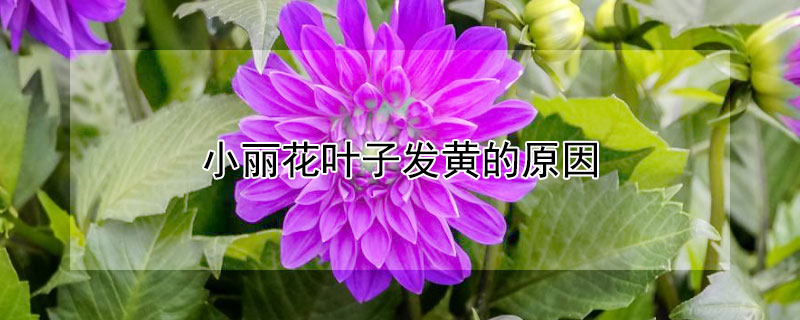 小麗花葉子發黃的原因