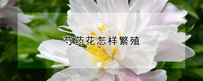 芍藥花怎樣繁殖