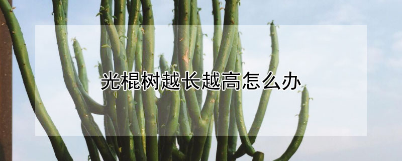 光棍樹越長越高怎麼辦