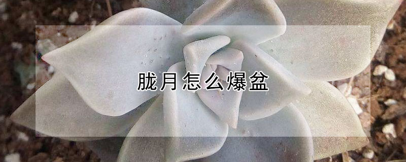 朧月怎麼爆盆