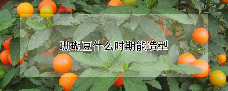 珊瑚豆什麼時期能造型