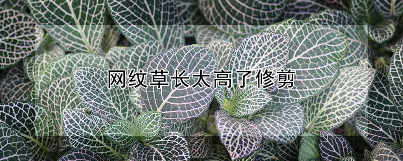 網紋草長太高了修剪