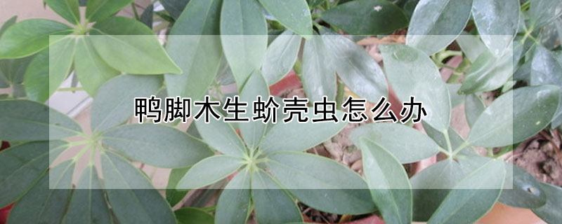 鴨腳木生蚧殼蟲怎麼辦