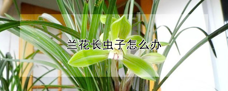 蘭花長蟲子怎麼辦