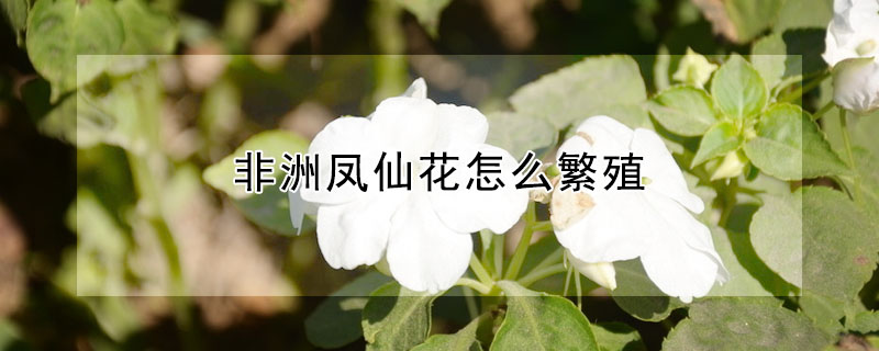 非洲鳳仙花怎麼繁殖