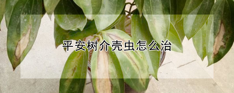 平安樹介殼蟲怎麼治