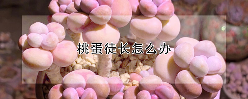 桃蛋徒長怎麼辦