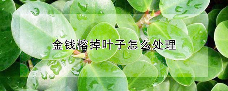 金錢榕掉葉子怎麼處理