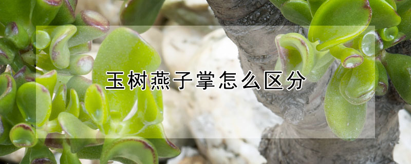 玉樹燕子掌怎麼區分