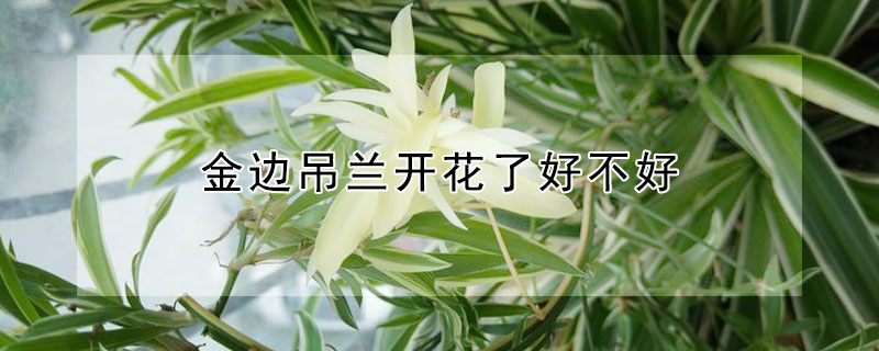 金邊吊蘭開花了好不好