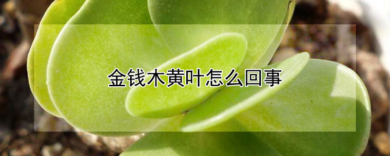 金錢木黃葉怎麼回事