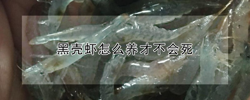 黑殼蝦怎麼養才不會死