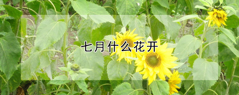 七月什麼花開