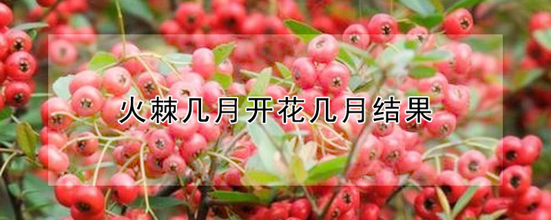 火棘幾月開花幾月結果