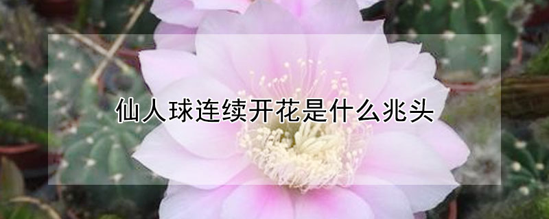 仙人球連續開花是什麼兆頭