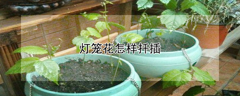 燈籠花怎樣扡插