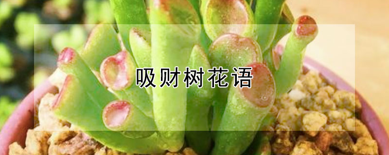 吸財樹花語