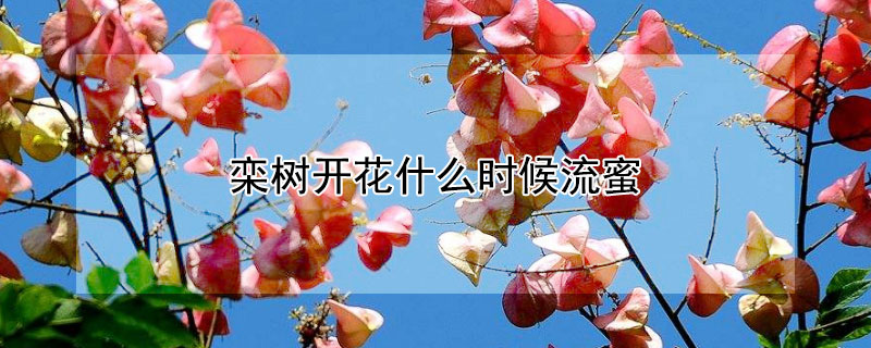 欒樹開花什麼時候流蜜