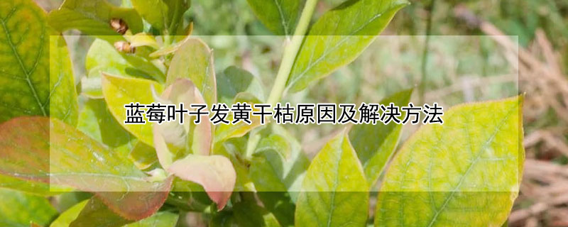 藍莓葉子發黃幹枯原因及解決方法