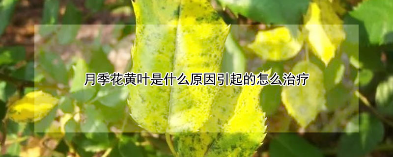 月季花黃葉是什麼原因引起的怎麼治療