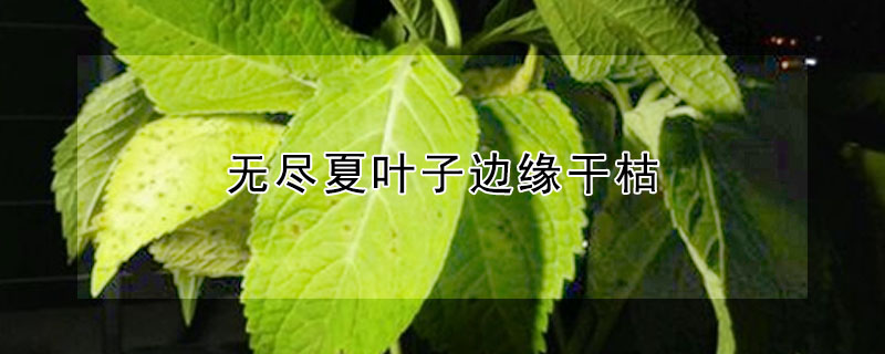 無盡夏葉子邊緣幹枯