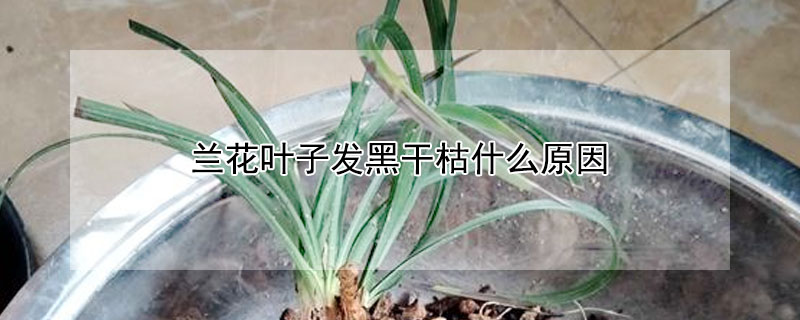 蘭花葉子發黑幹枯什麼原因