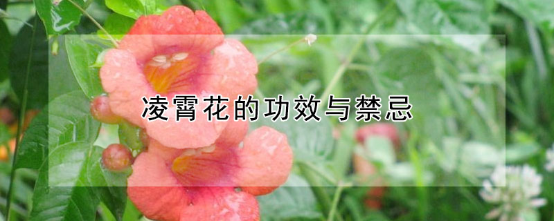 淩霄花的功效與禁忌