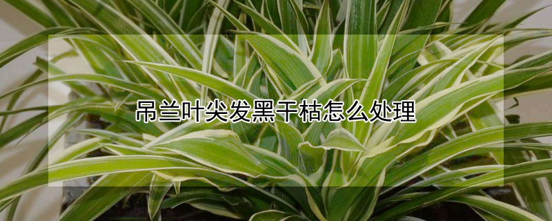 吊蘭葉尖發黑幹枯怎麼處理