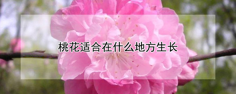 桃花適合在什麼地方生長