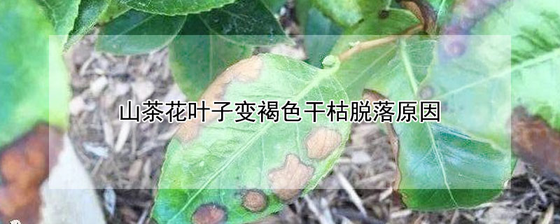 山茶花葉子變褐色幹枯脫落原因