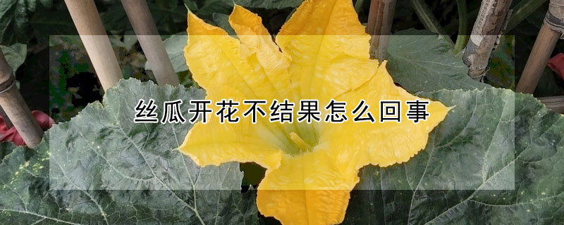 絲瓜開花不結果怎麼回事