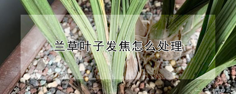 蘭草葉子發焦怎麼處理