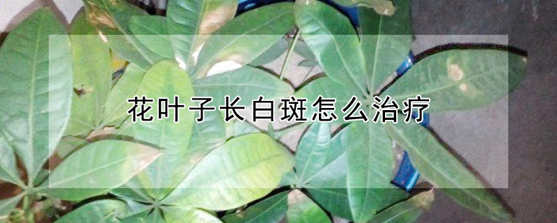 花葉子長白斑怎麼治療